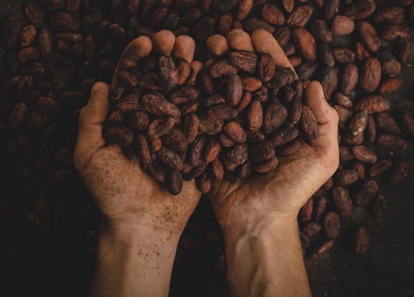 China’s Hainan dispatches first-ever cocoa exports to Belgium